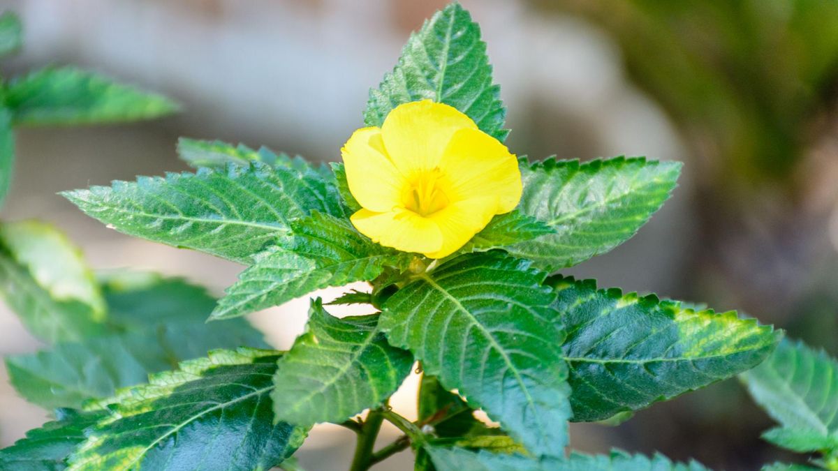 Liść Damiana ma właściwości zdrowotne [123rf.com]