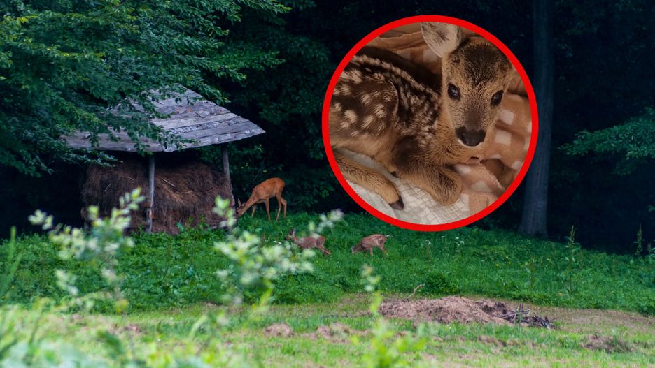 Sarenka została odrzucona przez matkę