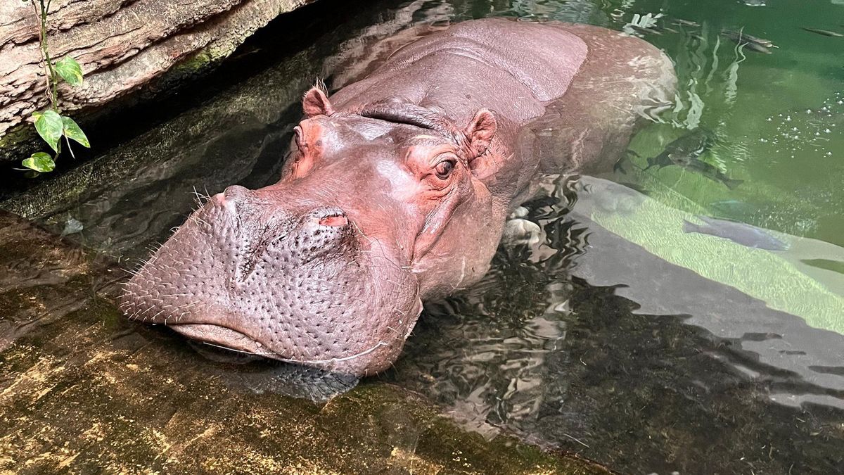 Pelagia będzie świętować 40. urodziny 