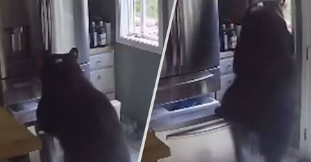 Niedźwiedzie najbardziej lubią lasagne prosto z lodówki. Jest wideo