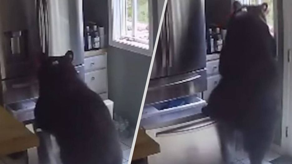 Niedźwiedź wyciągnął z lodówki lasagne