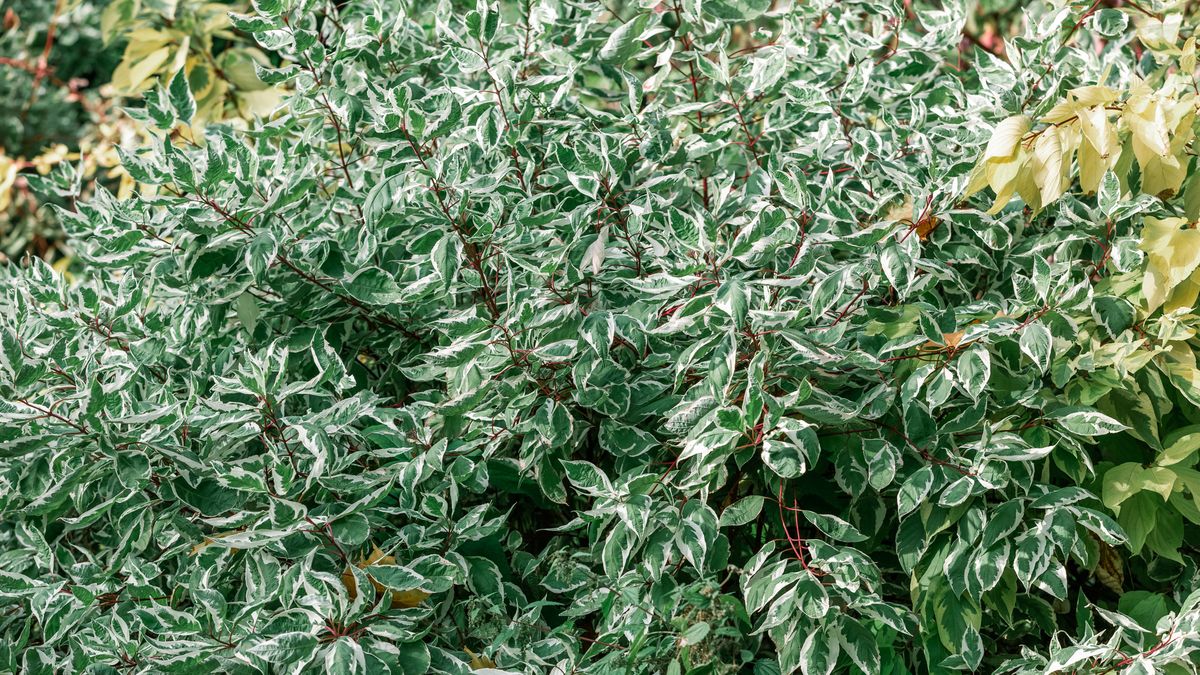 Dlaczego warto zasadzić w ogrodzie dereń biały?