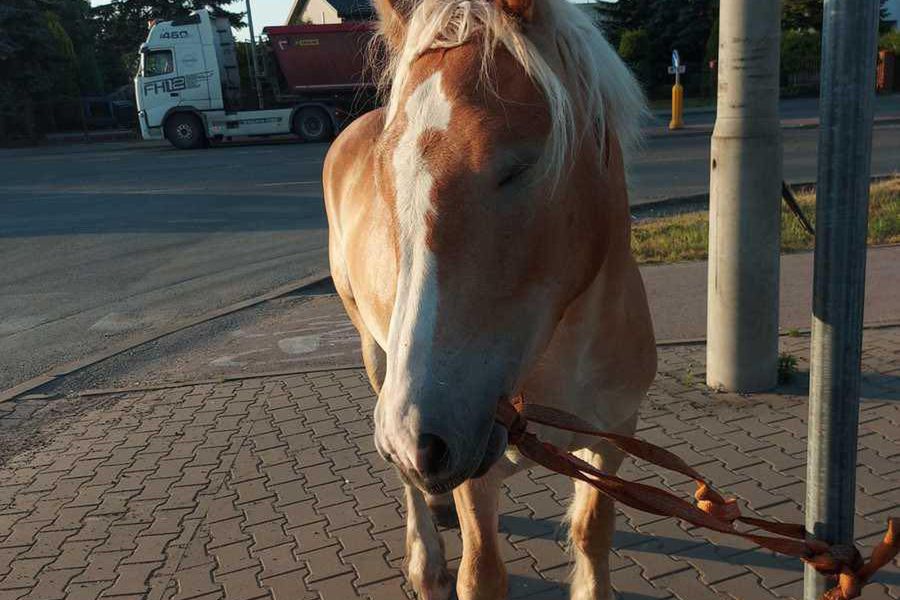 В Радомі посеред вулиці бігав кінь