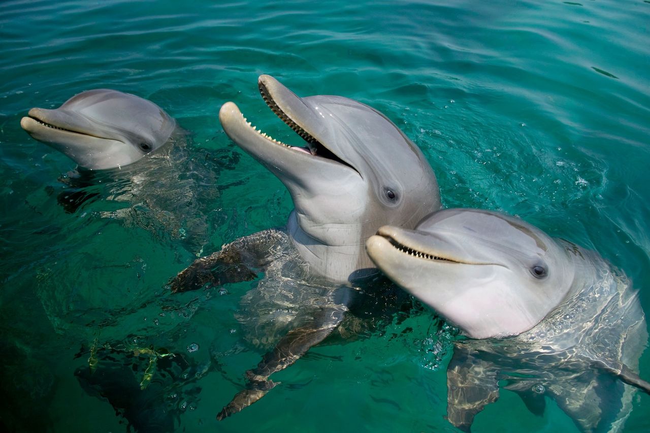 Tajemnice oceanicznej alkowy. Naukowcy zbadali łechtaczki samic delfinów