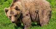 Książę zastrzelił największego niedźwiedzia w UE. Nazywał się Artur