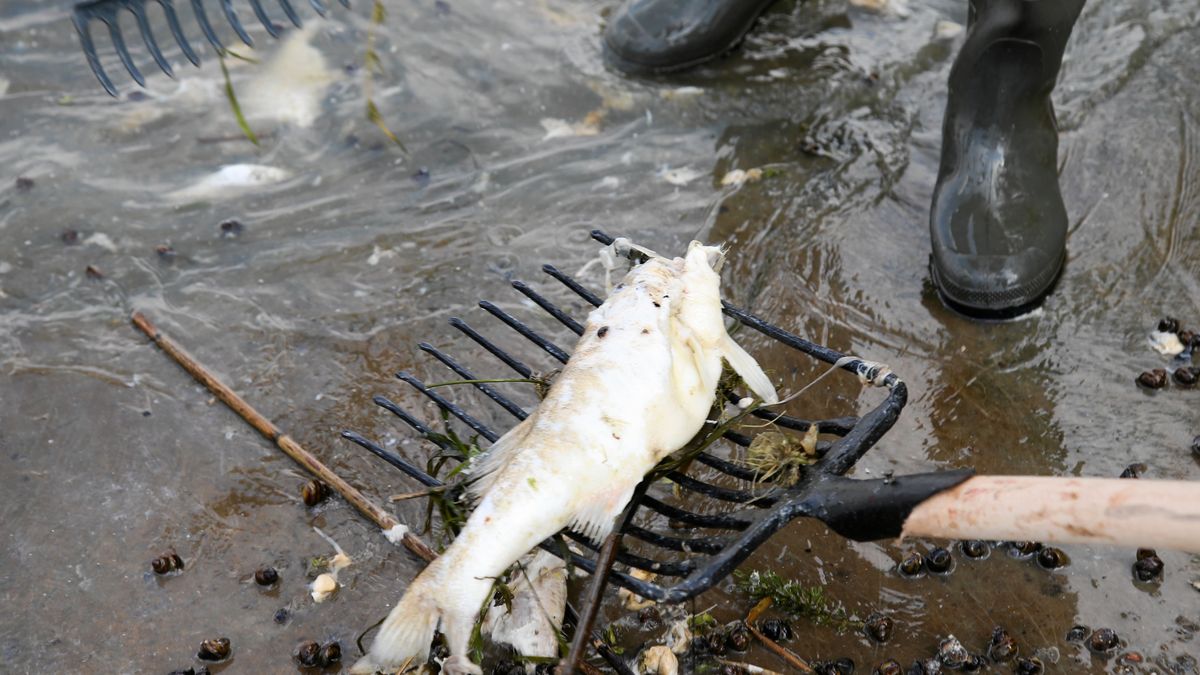 W Dzierżnie Dużym wykryto złotą algę i wyłowiono 3,5 t śniętych ryb