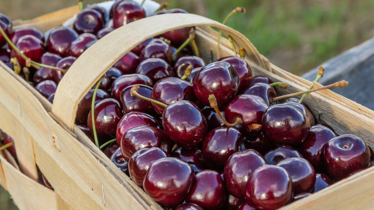 Czereśnie często bywają robaczywe