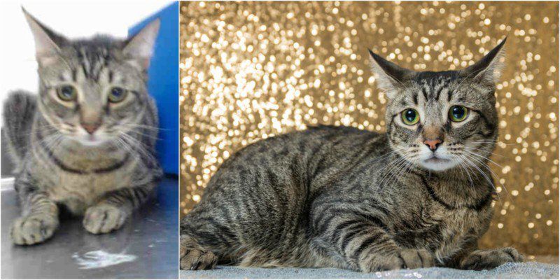 Zrób coś dobrego – sfotografuj psiaka w schronisku! O wpływie fotografii na adopcję zwierząt 13
