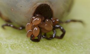 Wygląda jak nasiona, a to gniazdo kleszczy. Uważaj w ogrodzie