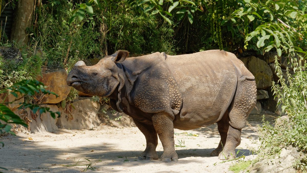 Kłusownicy zabili 26 jednorożców jawajskich