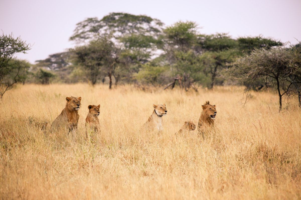 Tanzania pozwala niektórym społecznościom, takim jak Masajowie, mieszkać w parkach narodowych 