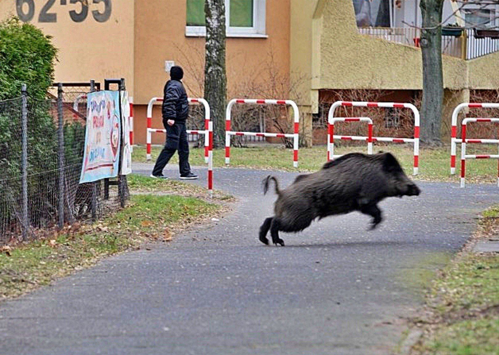 Dziki można coraz częściej spotkać w miastach