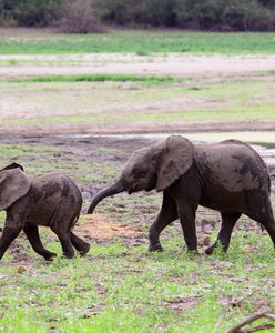 Sri Lanka. Na świat przyszły nietypowe słonie