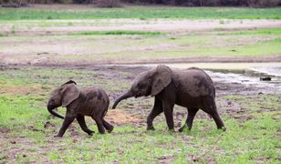 Sri Lanka. Na świat przyszły nietypowe słonie