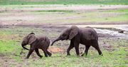 Sri Lanka. Na świat przyszły nietypowe słonie