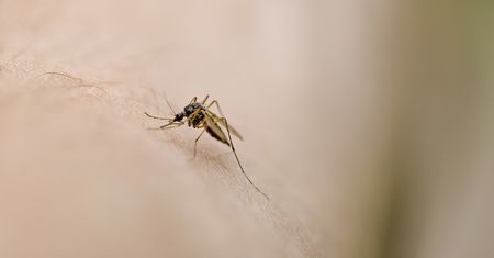 WHO ostrzega turystów. Chodzi o groźnego wirusa