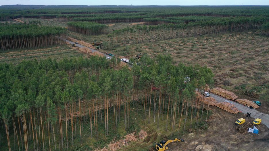 Wycinka drzew pod budowę fabryki Tesli koło miejscowości Gruenheide w Niemczech.
