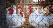 Koronawirus i ptasia grypa. Hodowcy mówią o dramacie w branży drobiarskiej
