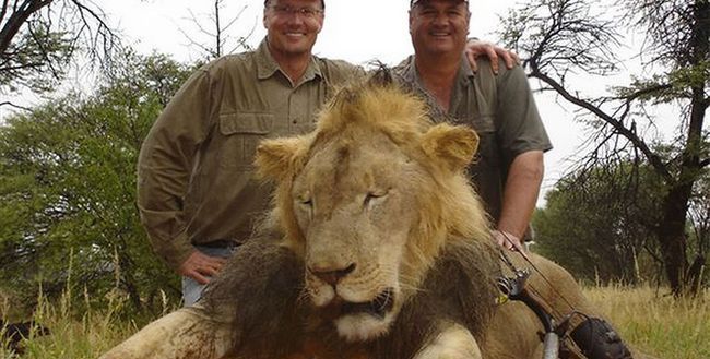 Zabił uwielbianego przez turystów lwa Cecila - internauci wypowiedzieli mu wojnę