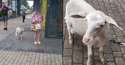 Owca w pieluchach na smyczy w Białymstoku. Idzie do Biedronki