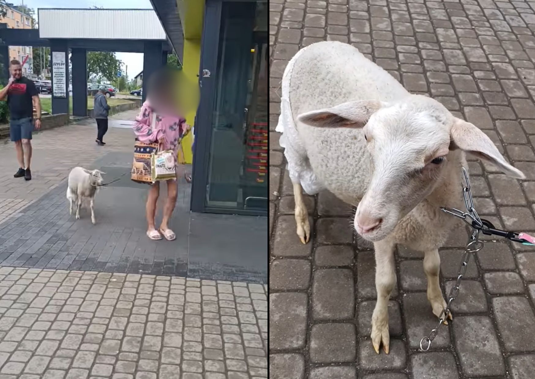 Owca w pieluchach na smyczy w Białymstoku. Idzie do Biedronki