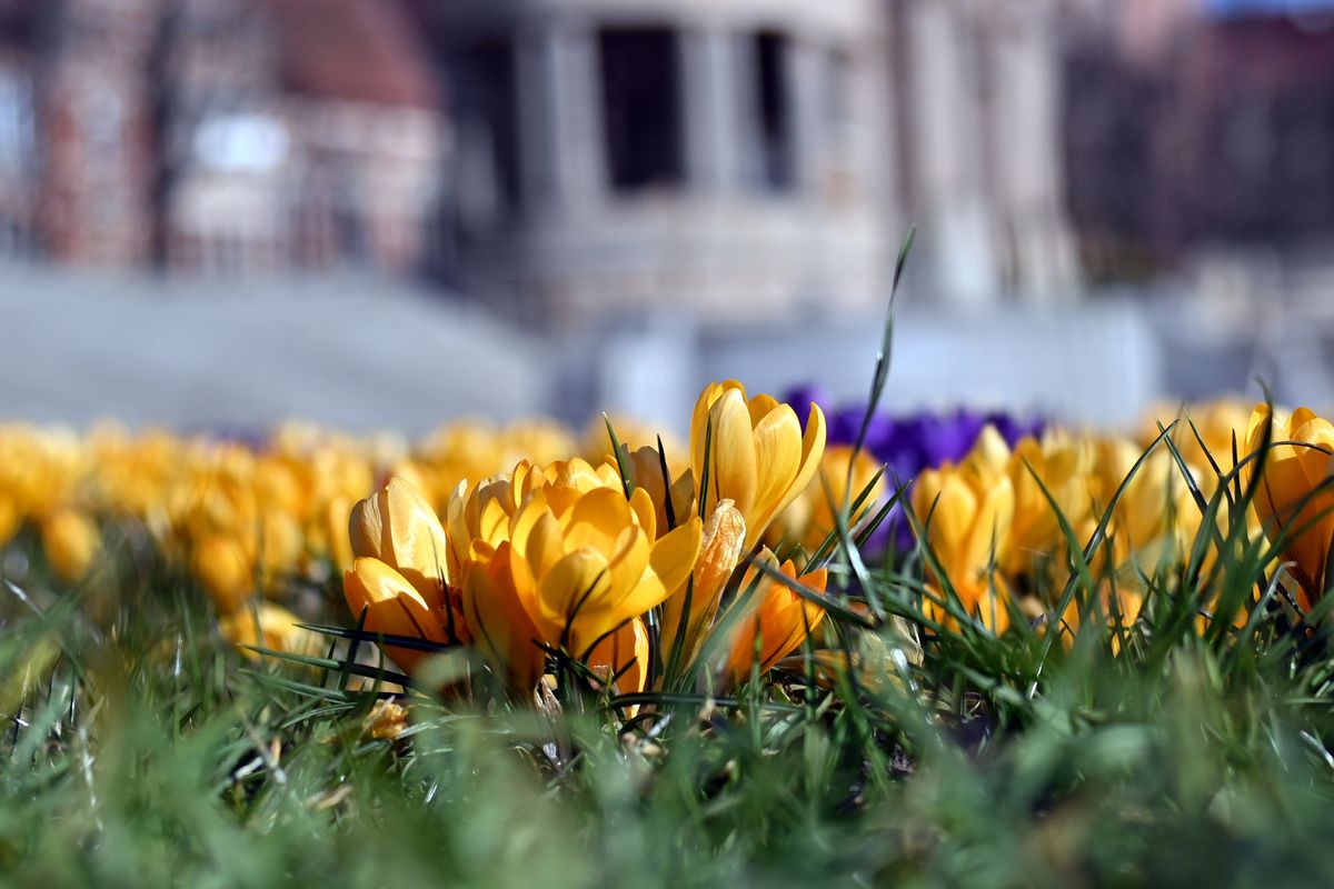 Kwitnące krokusy na Wałach Chrobrego w Szczecinie w astronomiczny pierwszy dzień wiosny