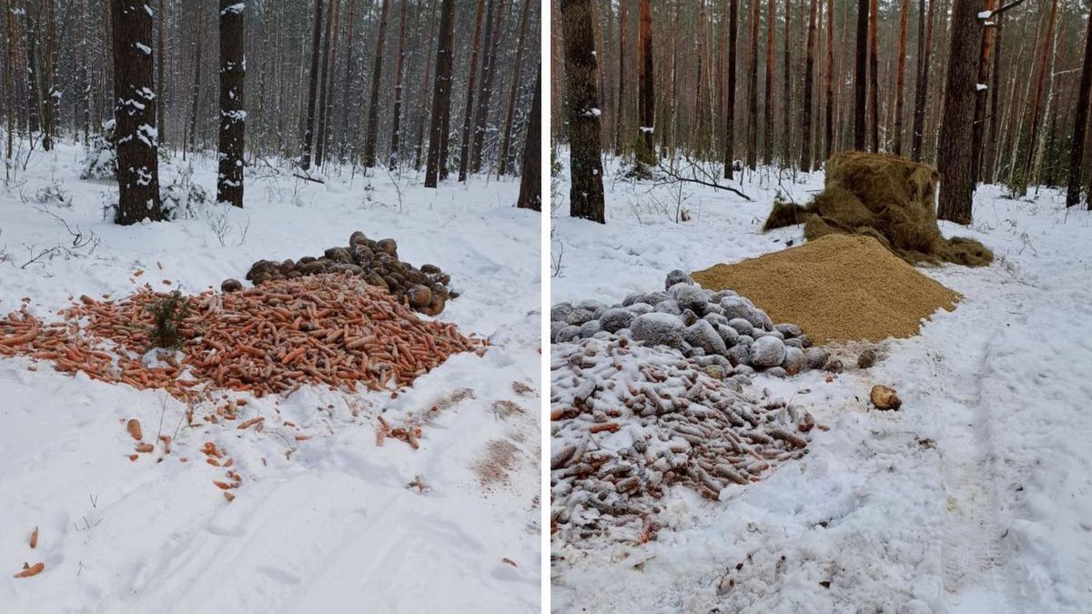Król Puszczy pod opieką leśników