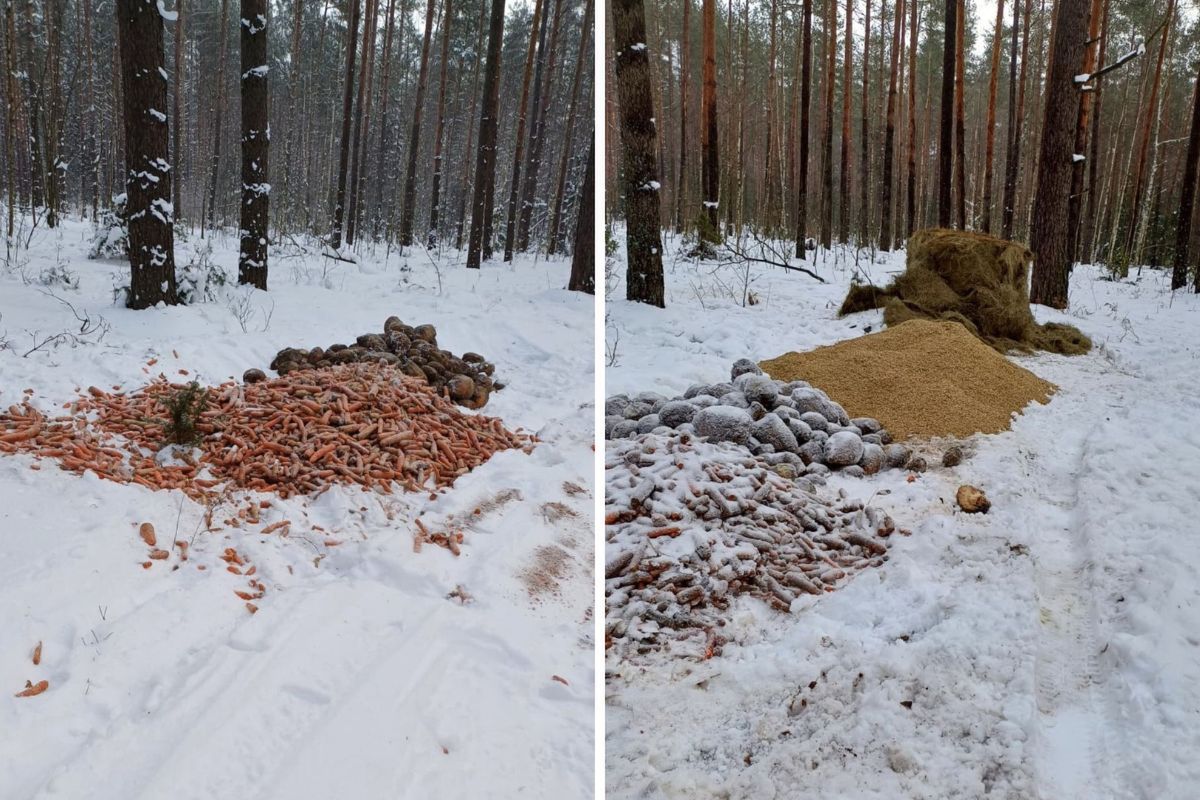 Leżą usypane w głębi puszczy. Leśnicy aż zrobili zdjęcie