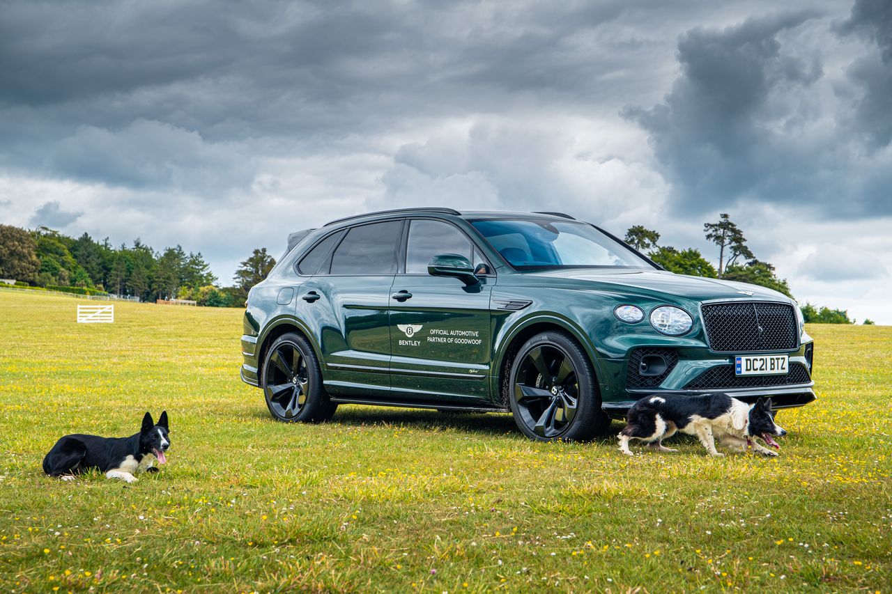 Nazwałeś psa Bentley? Marka ma dla ciebie specjalne zaproszenie