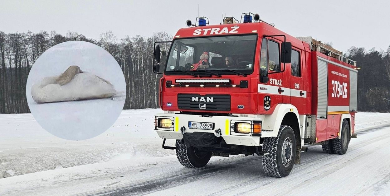 Interwencja służb w Rokiciu. Zgłoszenie o przymarzniętym łabędziu przy drodze wojewódzkiej nr 562
