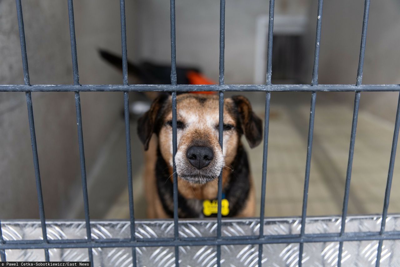 Nowe przepisy dla schronisk. Są jasne zasady