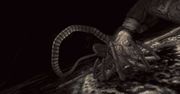 Trailer: Obcy w Aliens vs Predator