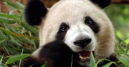 Panda 2016 to odświeżony interfejs, ulepszony silnik i wsparcie dla Windows 10