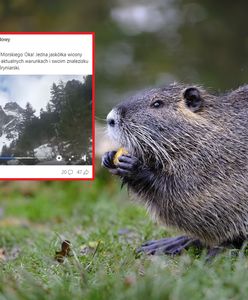 Bóbr w Tatrach przetrwał zimę. Niezwykły mieszkaniec zwiastuje wiosnę