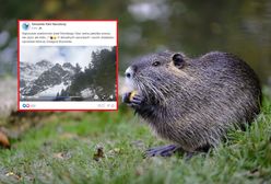 Bóbr w Tatrach przetrwał zimę. Niezwykły mieszkaniec zwiastuje wiosnę