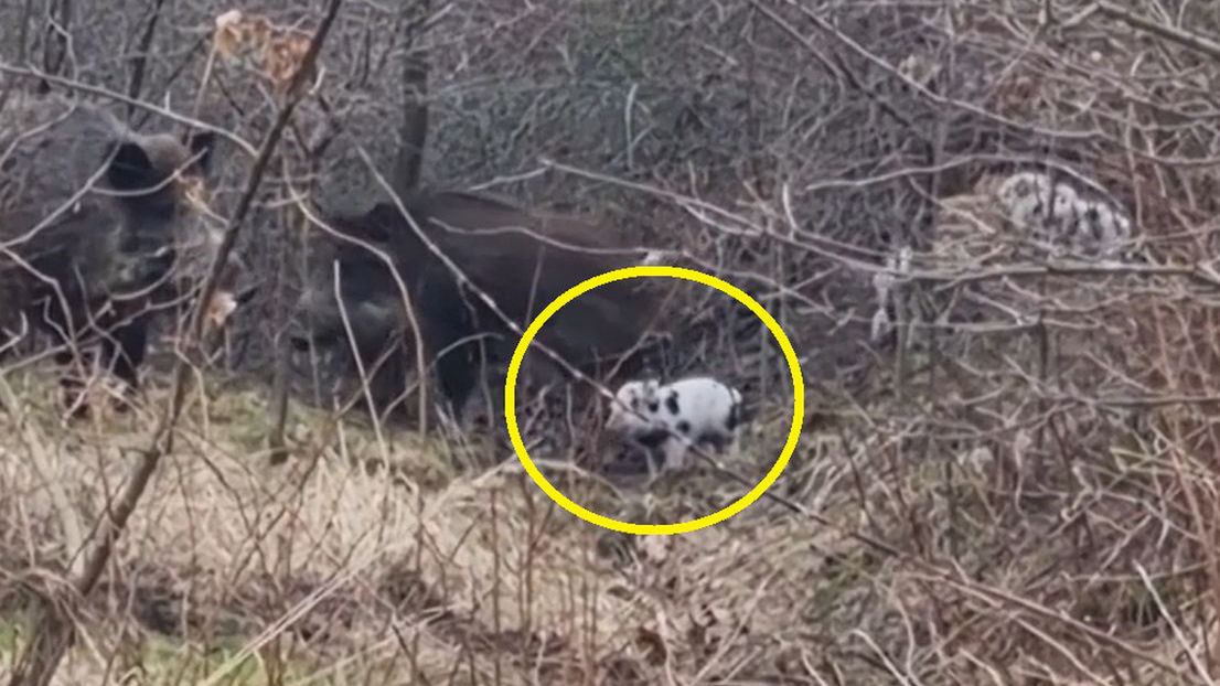 Rodzina dzików z Krakowa/ kadr z nagrania