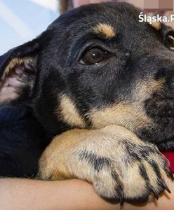 Bytom. Bo za głośno szczekał... Wyrzuciła psa na ulicę z drugiego piętra