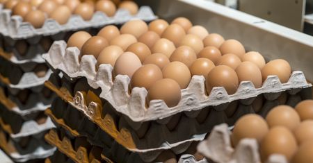 Salmonella w jajach z Belgii. Polska na liście ostrzegawczej