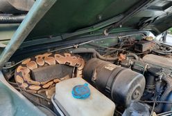 Chwile grozy na placu zabaw. Wokół piaskownicy pełzł pyton