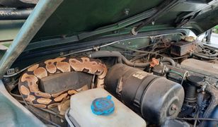 Chwile grozy na placu zabaw. Wokół piaskownicy pełzł pyton