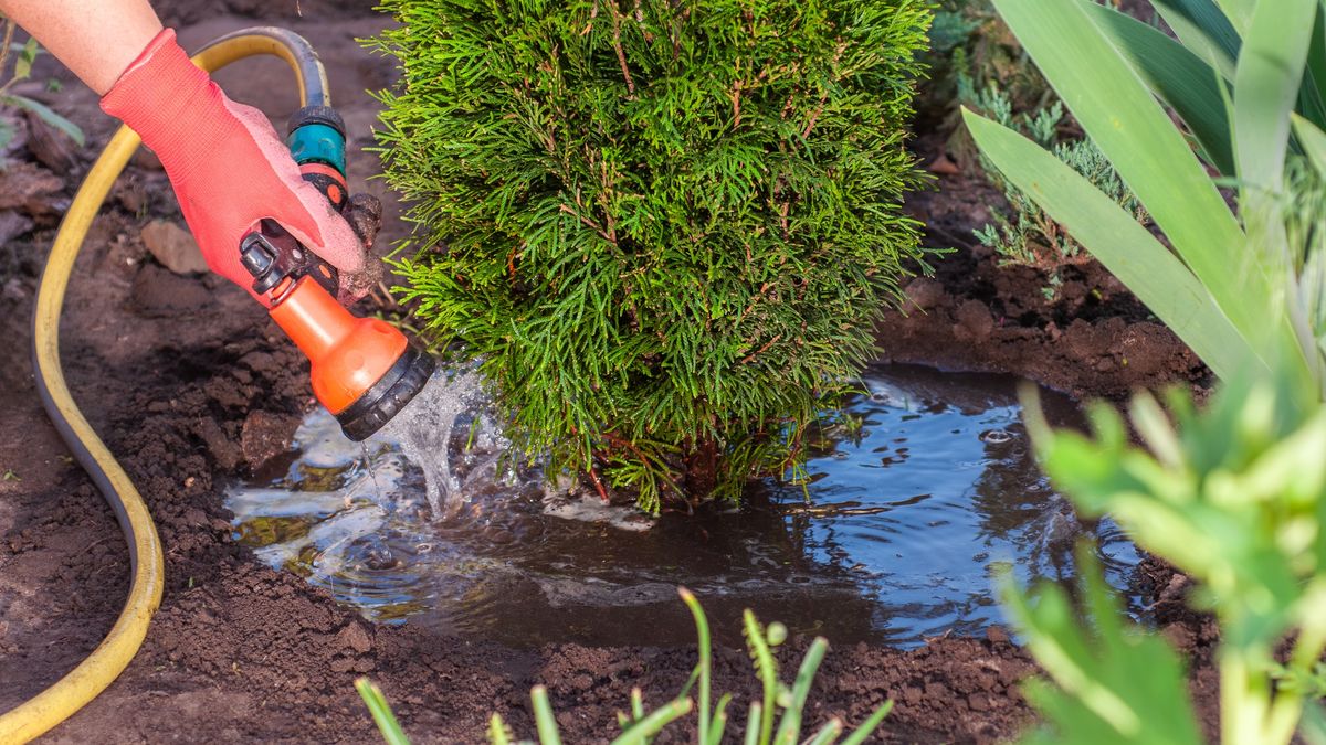 Gardener watering a newly planted evergreen shrub with a hose and spray nozzle
A gloved hand holds a garden hose with a spray nozzle, directing water onto the soil around a small evergreen tree
Andrey Abryutin
home gardening, activity, thuja emerald, newly planted, young tree