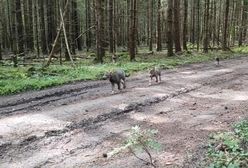 Co za spotkanie. Leśniczy wszystko nagrał