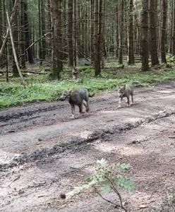 Co za spotkanie. Leśniczy wszystko nagrał