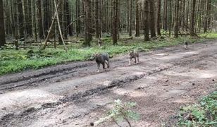 Co za spotkanie. Leśniczy wszystko nagrał