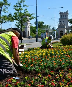 Warszawa. Miejscy ogrodnicy ruszają do boju. Trzeba zasiać miejskie łąki