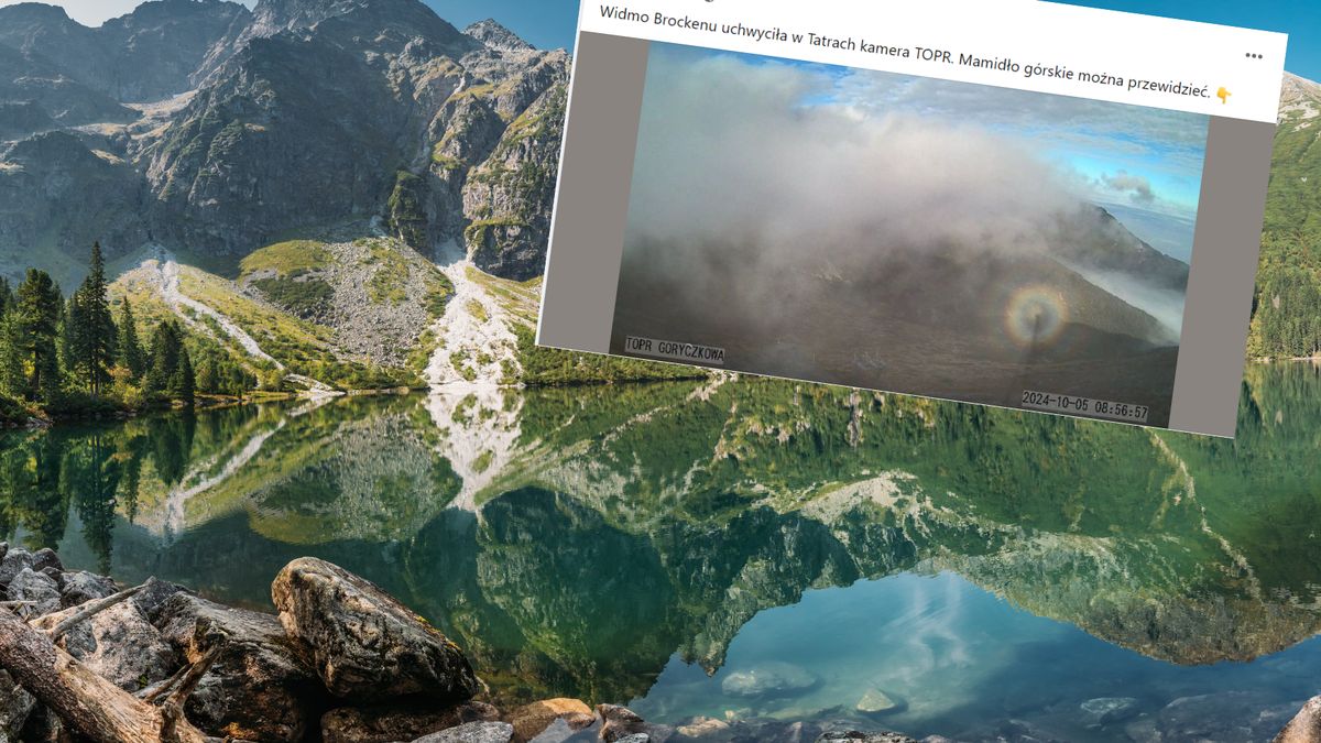 Mamidło górskie w Tatrach