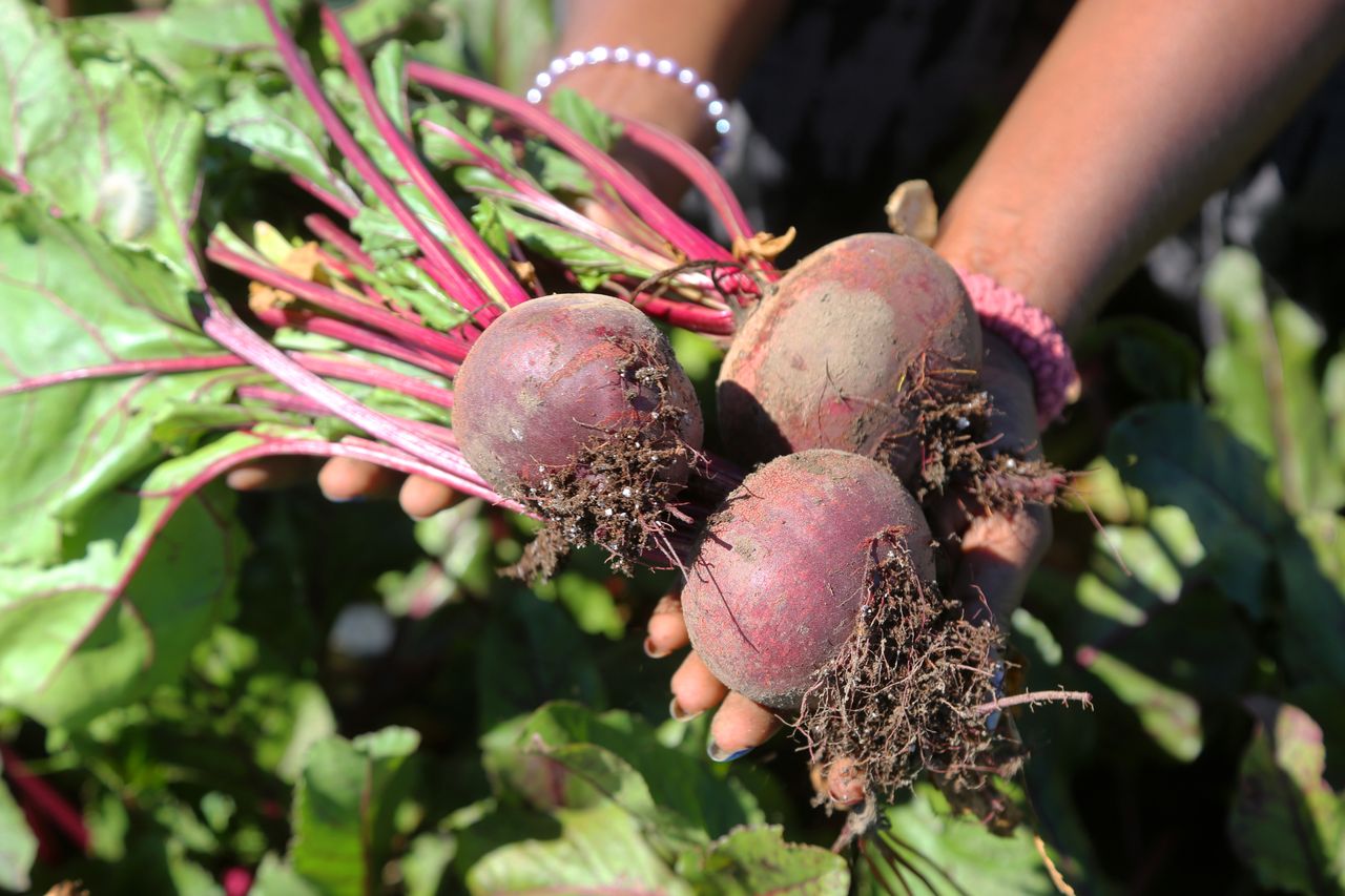 Woman picking beets at a farm in Markham, Ontario, Canada