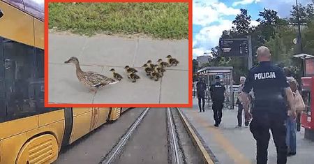 Ruszyli na pomoc kaczkom. Wspólną akcję  pokazują Tramwaje Warszawskie