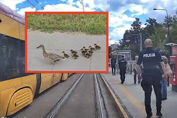 Ruszyli na pomoc kaczkom. Wspólną akcję  pokazują Tramwaje Warszawskie
