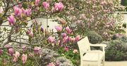 Warszawa: Przepiękny widok w Łazienkach Królewskich. Ogród ozdobiony magnoliami